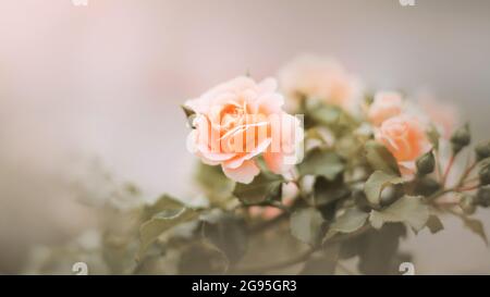 An einem nebligen Morgen blüht eine zart duftende, schöne Rose auf einem Busch mit grünen Blättern. Natur und Romantik. Stockfoto