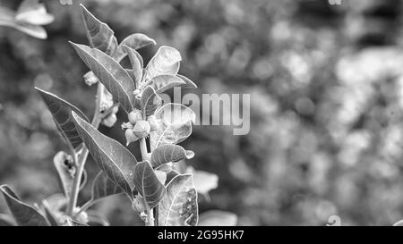 Schwarz-weiß Schuss, Ginseng Pflanze in der Natur. Einzigartige indische Ginseg pharmakeuptische Pflanze Withania somnifera Aahwagandha, wächst in wilden natürlichen Umwelt Stockfoto