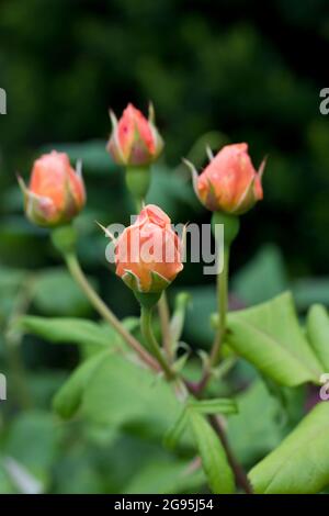 Pfirsichfarbene Strauchrose - Roald Dahl - mit frühen Blütenknospen im Juli, in einem englischen Garten, Großbritannien Stockfoto
