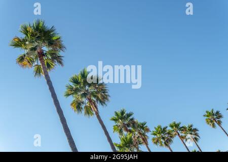 Mehrere Vordächer tropischer Palmen vor blauem Himmel. Tropisches Hintergrundbild Stockfoto