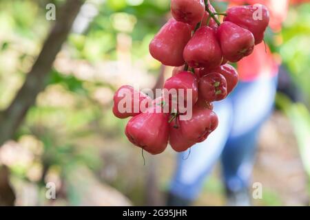 Eine Gruppe von Wachsappeln, Rosenäpfeln, Wachsappeln, Lianwu-Früchten Stockfoto