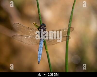 Kieled Skimmer Libelle, Orthetrum coerulescens Stockfoto