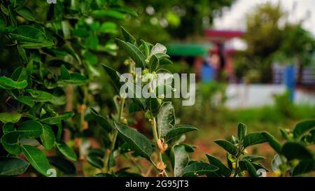 Einzigartige indische Ginseg-Pharmakeuptikalpflanze Withania somnifera Aahwagandha, die in wilder natürlicher Umgebung wächst. Gesundheitskonzept Stockfoto