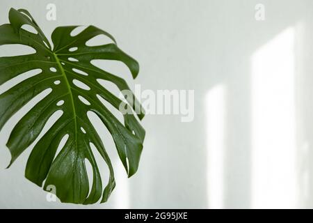 Hintergrund mit natürlichen Monstera Blatt mit Sonnenstrahlen an der Wand Kopie Raum. Stockfoto