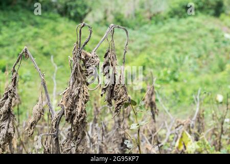 Solanum quitoense, Laulapflanze, getrocknet oder getötet durch hohe Hitze, in der Mitte einer Weide Stockfoto