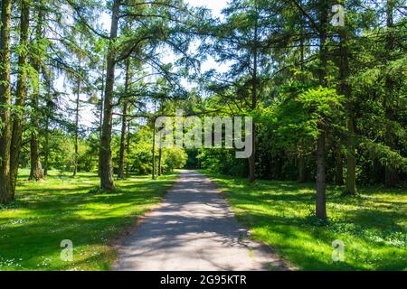 Grüne Bäume und Gehwege im Stadtpark im Sommer Stockfoto
