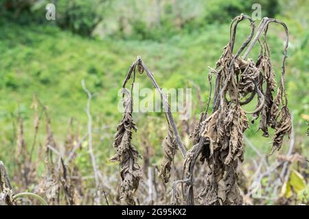 Solanum quitoense, Laulapflanze, getrocknet oder getötet durch hohe Hitze, in der Mitte einer Weide Stockfoto