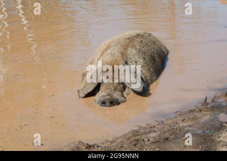 Vietnamesisches Topfbauchschwein, das in braunem Teichwasser schläft Stockfoto