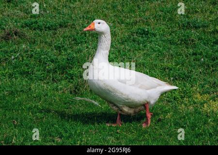 Weiße Gans beim Spaziergang auf der Wiese mit grünem Gras auf dem Bauernhof. Hausvögel. Stockfoto