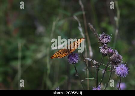 Wunderschöne Nahaufnahme eines silbergewaschenen fatillären Schmetterlings, der auf einer Blume sitzt. Stockfoto