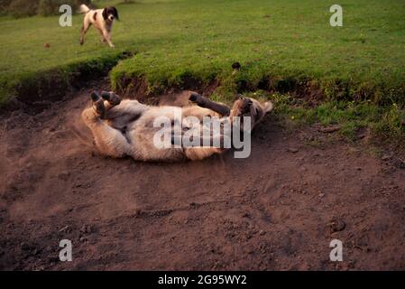 Ein sehr süßes Baby Fohlenesel sitzt in einem ausgetrockneten Bachbett im New Forest, komplett mit der gelegentlichen Rolle im trockenen staubigen Schlamm. (Bildsatz) Stockfoto