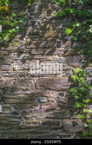 Sonnenbeleuchtete alte Steinwand mit hängender gemeiner Ivy/Hedera-Helix. Getupfter Fleck Sonnenlicht Metapher, alte Gebäude, Unkraut UK. Stockfoto