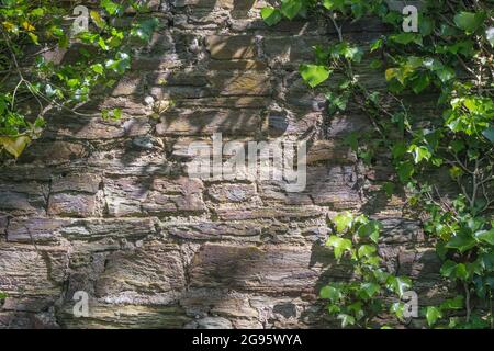 Sonnenbeleuchtete alte Steinwand mit hängender gemeiner Ivy/Hedera-Helix. Getupfter Fleck Sonnenlicht Metapher, alte Gebäude, Unkraut UK. Stockfoto