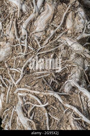 Abstract Dead Ivy / Hedera Helix Stämme oder Reben gewickelt rund gefällten Baumstamm auf dem Boden liegen. Für abstrakte Pflanzen, Efeu kontrollieren, anhaften Stockfoto