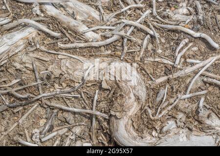 Abstract Dead Ivy / Hedera Helix Stämme oder Reben gewickelt rund gefällten Baumstamm auf dem Boden liegen. Für abstrakte Pflanzen, Efeu kontrollieren, anhaften Stockfoto