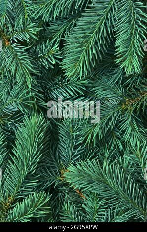 Hintergrund von vielen grünen Weihnachtsbaumzweigen. Stockfoto