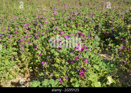 Biologischer Anbau von Malva sylvestris Pflanze Stockfoto