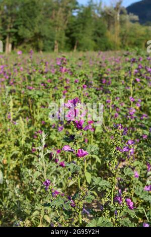 Biologischer Anbau von Malva sylvestris Pflanze Stockfoto