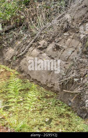 Abschnitt des kürzlich gerodeten landwirtschaftlichen Abflusskanals an sonnigen Tagen. Für Hochwasserschutz, Bodenentwässerung, Wasserabflussmanagement, Abfluss vor Ort. Stockfoto