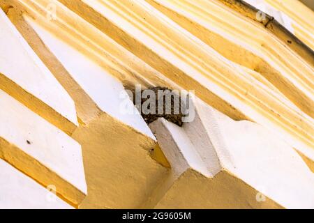 Schwalben Nester in der Wand des Hauses unter dem Dach. Stockfoto