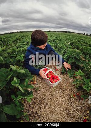 Ein breiter Winkel von Jungen, der in einem Erdbeerfeld reife Erdbeeren pflückt. Stockfoto