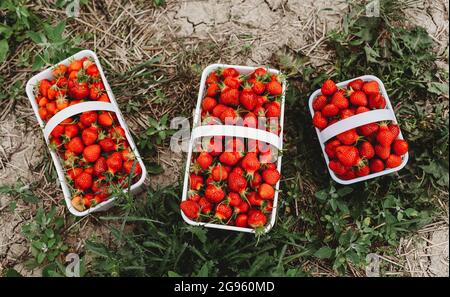 Über dem Kopf voller Körbe frisch gepflückter Erdbeeren auf einem Feld. Stockfoto