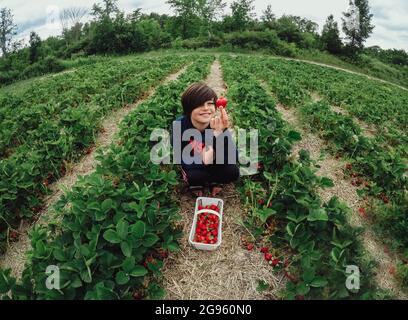 Ein breiter Winkel von Jungen, der in einem Erdbeerfeld reife Erdbeeren pflückt. Stockfoto