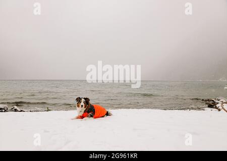 Blue Merle Australian Shepherd liegt im Winter im Wintermantel am See Stockfoto