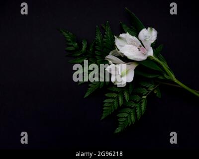 Weiße Blumen auf schwarzem Hintergrund Stockfoto