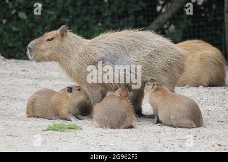 Cabybara in Overloon Zoo in den Niederlanden Stockfoto