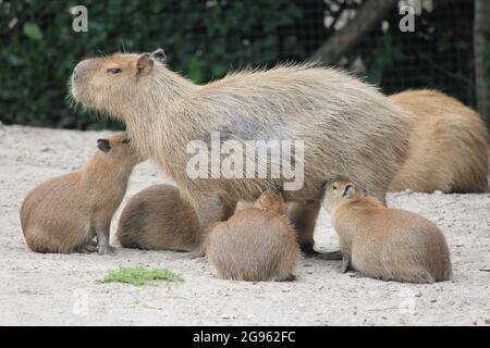 Cabybara in Overloon Zoo in den Niederlanden Stockfoto