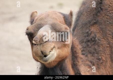 Dromedar im Overloon Zoo, Niederlande Stockfoto