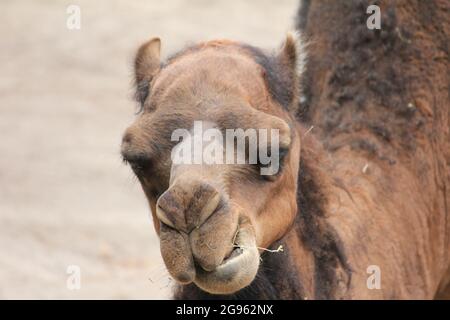 Dromedar im Overloon Zoo, Niederlande Stockfoto