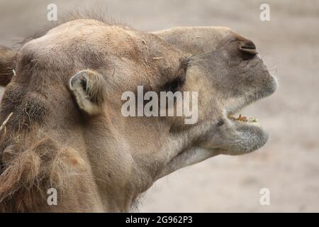 Dromedar im Overloon Zoo, Niederlande Stockfoto