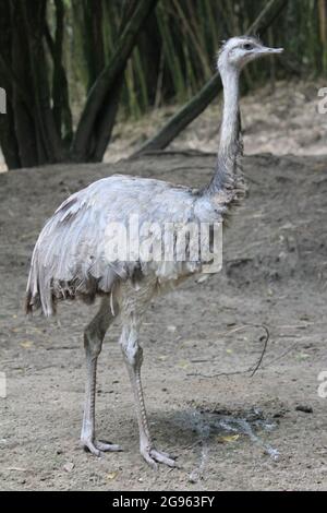 Greater rhea im Overloon Zoo, Niederlande Stockfoto