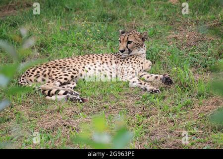 Gepard im Overloon Zoo, Niederlande Stockfoto