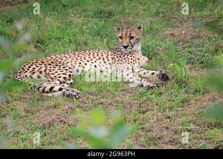 Gepard im Overloon Zoo, Niederlande Stockfoto