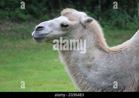 Kamel in Overloon Zoo, Niederlande Stockfoto