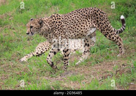 Gepard im Overloon Zoo, Niederlande Stockfoto