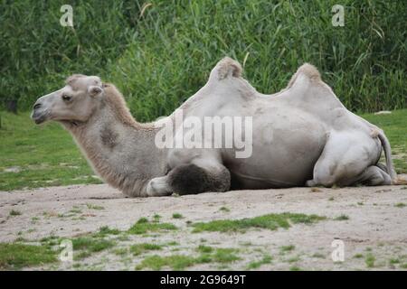 Kamel in Overloon Zoo, Niederlande Stockfoto