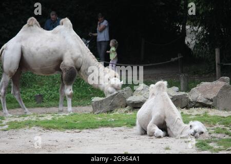 Kamel in Overloon Zoo, Niederlande Stockfoto