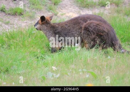 Walliby Stockfoto