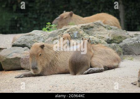 Cabybara in Overloon Zoo in den Niederlanden Stockfoto