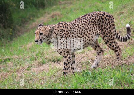 Gepard im Overloon Zoo, Niederlande Stockfoto