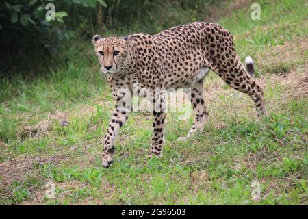 Gepard im Overloon Zoo, Niederlande Stockfoto