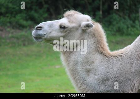 Kamel in Overloon Zoo, Niederlande Stockfoto