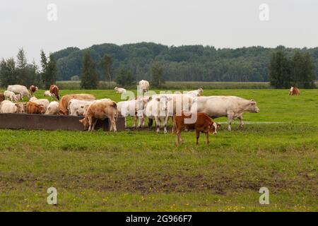 Eine Herde Kühe steht auf einer Weide mit einem Wald im Hintergrund bei nebligen Wetter. Stockfoto