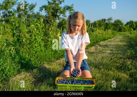 Kleines Mädchen pflückt Heidelbeeren auf Bio-Farm und gießt sie in einen Korb Stockfoto