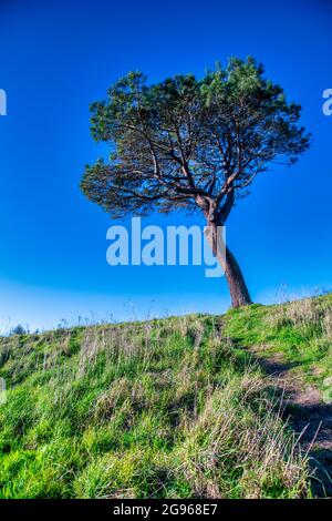 Einsamer Baum auf der Coromandel Peninsula, Neuseeland. Stockfoto