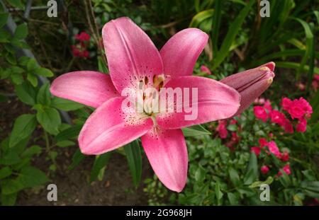 Schöne rosa Lilie mit rosa Rosen im Hintergrund. Es ist ein asiatischer Hybrid. Die Farbe ist alt rosa mit Weiß in der Mitte. Die Punkte sind dunkelrot. Stockfoto